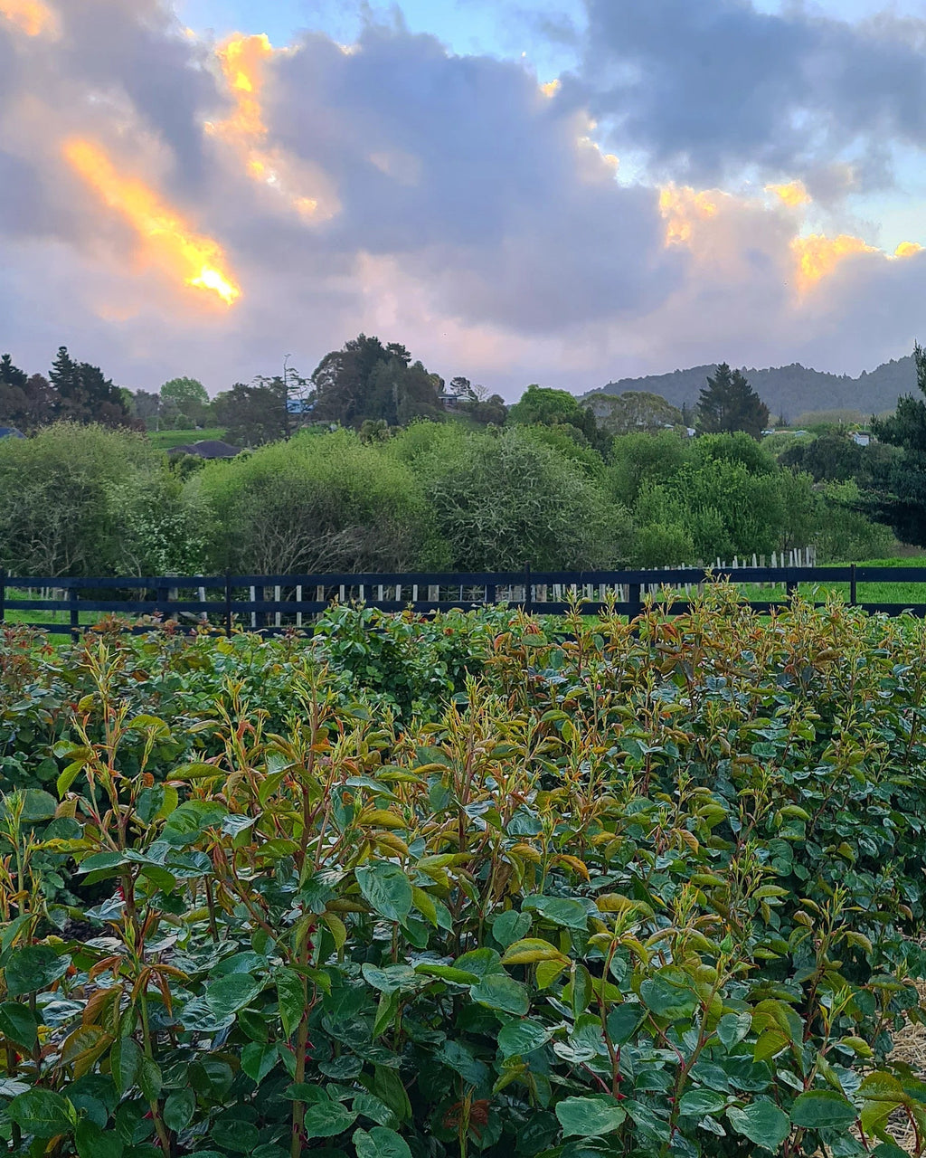 Rose Field - Pick your own - Coming November 2025 - Dates TBC