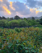 Rose Field - Pick your own - Coming November 2025 - Dates TBC