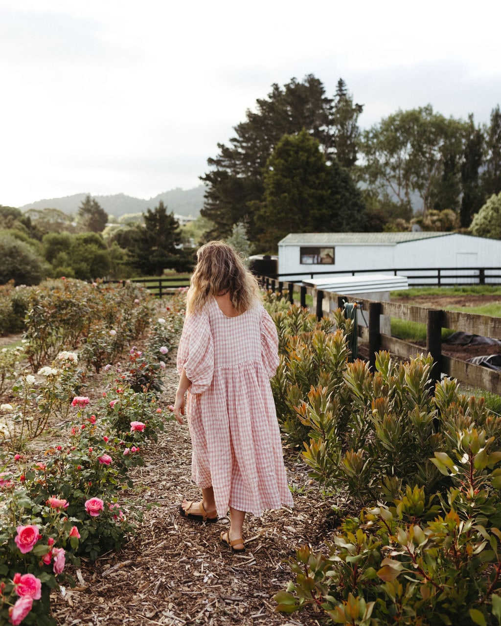 Rose Field - Pick your own - Coming November 2025 - Dates TBC