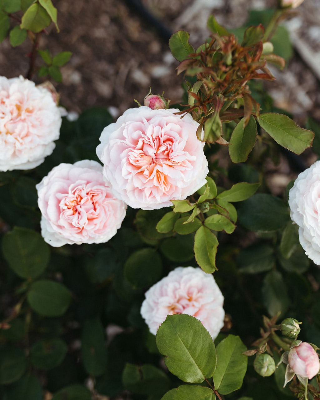 Rose Field - Pick your own - Coming November 2025 - Dates TBC