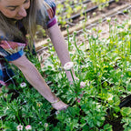 Spring Workshop - 16th September, 2023